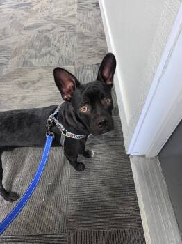 Rescue French Bulldog Dogs for Adoption in Colorado Springs, Colorado - Stewart | PetCurious