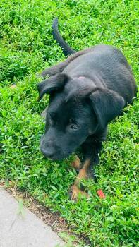 Shadow -  Shepherd Dog for Adoption in Clinton, Wisconsin - Shadow | PetCurious