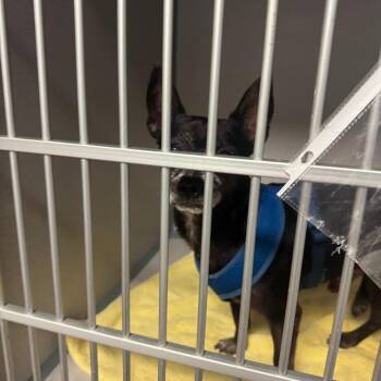 Scoob -  Chihuahua Dog for Adoption in Port Charlotte, Florida - Scoob | PetCurious