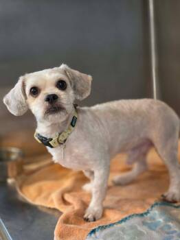 Gideon -  Shih Tzu Dog for Adoption in Phoenix, Arizona - Gideon | PetCurious