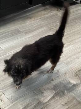 Chihuahua Dogs Available for Adoption in Baker, Louisiana - Tangi | PetCurious