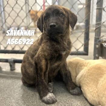 Labrador Retriever and Mixed Breed Dogs Available for Adoption - SAVANNAH | PetCurious
