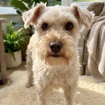 Schnauzer Dogs Available for Adoption - Trixie | PetCurious