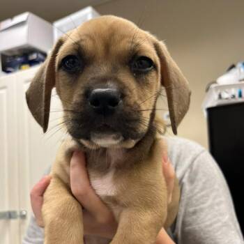 Juko -  Mixed Breed Dog for Adoption in Lake Panasoffkee, Florida - Juko | PetCurious