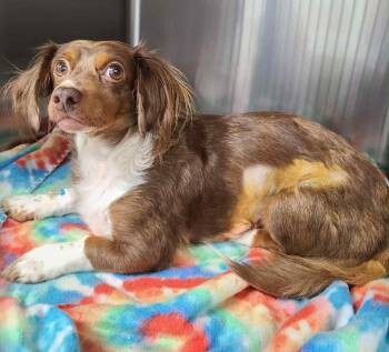 Rescue Dachshund Dogs for Adoption in Lewiston, Idaho - Gabby | PetCurious