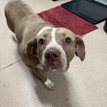 Orea A2275680 -  Pit Bull Terrier and Mixed Breed Dog for Adoption in Los Angeles, California - Orea A2275680 | PetCurious