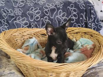 Mrs. Bennet Pup (KITTY) -  Chihuahua and Dachshund Dog for Adoption in Fort Worth, Texas - Mrs. Bennet Pup (KITTY) | PetCurious