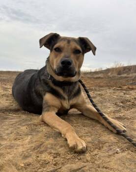 Mixed Breed Dogs Available for Adoption - Wilson | PetCurious