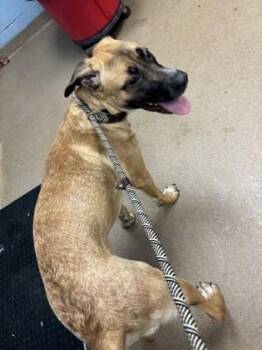 Muzz - IN FOSTER -  Mixed Breed Dog for Adoption in Chamblee, Georgia - Muzz - IN FOSTER | PetCurious