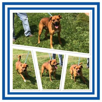 RED -  Mixed Breed Dog for Adoption in Buckhannon, West Virginia - RED | PetCurious