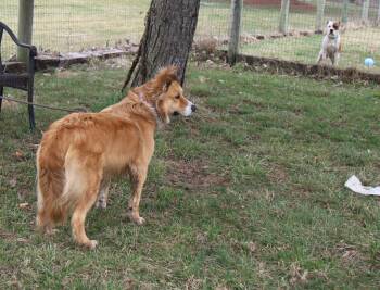 Australian Shepherd and Golden Retriever Dogs Available for Adoption - Bronco | PetCurious