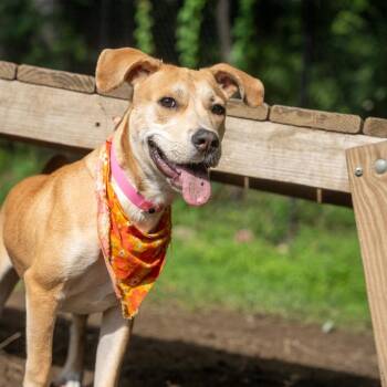 Ceilia -  Labrador Retriever and Terrier Dog for Adoption in Pawling, New York - Ceilia | PetCurious