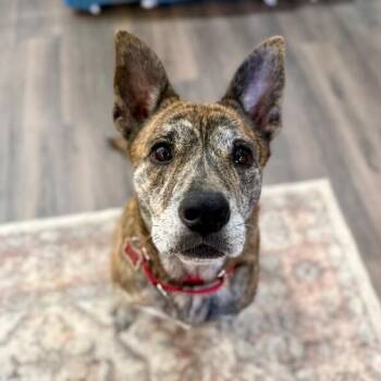 Pit Bull Terrier and Dutch Shepherd Dogs Available for Adoption in Friendswood, Texas - Precious Angel Too Sweet To Be True  | PetCurious
