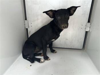 A662171 -  Chihuahua and Mixed Breed Dog for Adoption in Houston, Texas - A662171 | PetCurious