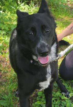 Paisley -  Border Collie Dog for Adoption in Plover, Wisconsin - Paisley | PetCurious