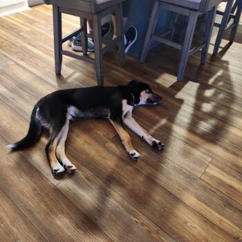 Sanderson 22479 -  Beagle and Terrier Dog for Adoption in Minneapolis, Minnesota - Sanderson 22479 | PetCurious