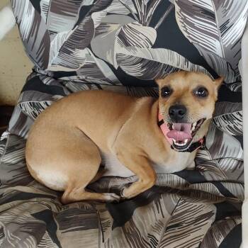 Bella -  Chihuahua Dog for Adoption in Hobe Sound, Florida - Bella | PetCurious