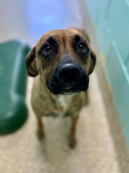 Black Mouth Cur and Mixed Breed Dogs Available for Adoption in Picayune, Mississippi - Minnie | PetCurious