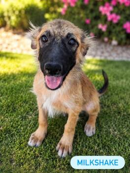 Milkshake -  Mixed Breed Dog for Adoption in Las Vegas, Nevada - Milkshake | PetCurious