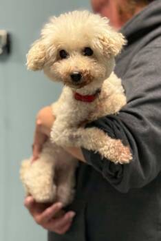 Dream -  Poodle Dog for Adoption in Toronto, Ontario - Dream | PetCurious