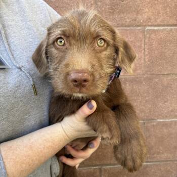 Willie -  Pit Bull Terrier Dog for Adoption in Las Vegas, Nevada - Willie | PetCurious