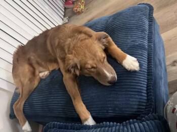 Coconut -  Mixed Breed Dog for Adoption in Wyoming, Michigan - Coconut | PetCurious