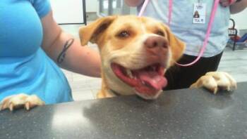 Mixed Breed Dogs Available for Adoption in Charlotte, North Carolina - TAHINI | PetCurious