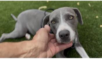 Catarina -  Weimaraner and Pit Bull Terrier Dog for Adoption in Scottsdale, Arizona - Catarina | PetCurious