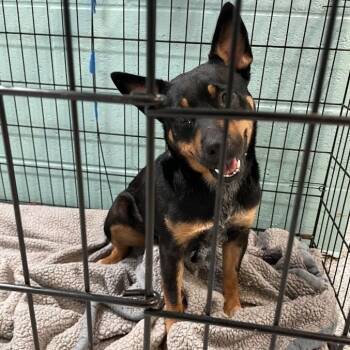Delilah -  Australian Cattle Dog Blue Heeler and Mixed Breed Dog for Adoption in Port Charlotte, Florida - Delilah | PetCurious