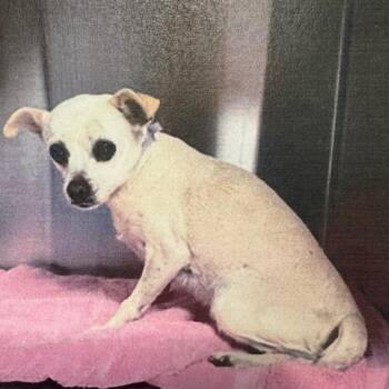 Chihuahua Dogs Available for Adoption - Pinky A5758518 | PetCurious
