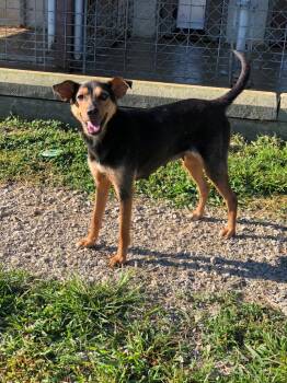 Sassy -  Mixed Breed Dog for Adoption in Morgantown, Kentucky - Sassy | PetCurious