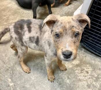 Catahoula Leopard Dog and Labrador Retriever Dogs Available for Adoption in Clinton, South Carolina - Pegasus | PetCurious