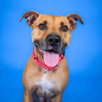 Shadow -  Mixed Breed Dog for Adoption in West Palm Beach, Florida - Shadow | PetCurious