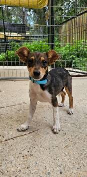 Cece (Coming Soon) -  Terrier Dog for Adoption in Bonifay, Florida - Cece (Coming Soon) | PetCurious