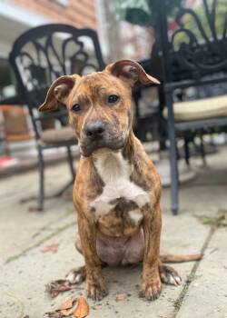 Rescue Boxer and Pit Bull Terrier Dogs for Adoption in Princeton, Massachusetts - Nala Hernando - LOCAL | PetCurious