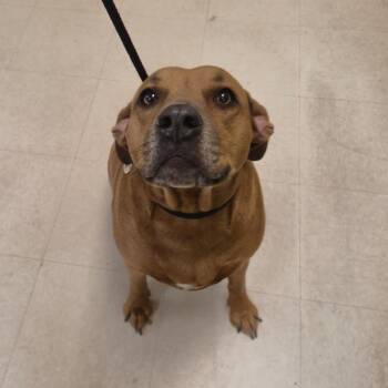 Mixed Breed Dogs Available for Adoption - Pattie | PetCurious