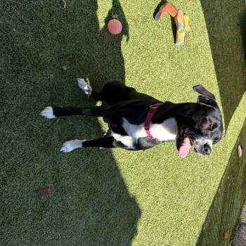 Cannoli -  Black Labrador Retriever Dog for Adoption in Kingston, Massachusetts - Cannoli | PetCurious