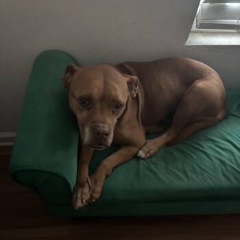 Bulldog and Terrier Dogs Available for Adoption - Jay | PetCurious