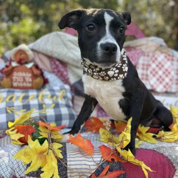 Rescue Black Labrador Retriever and Pit Bull Terrier Dogs for Adoption in Sebring, Florida - Mickey | PetCurious