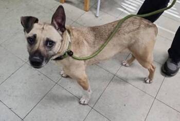 Mixed Breed Dogs Available for Adoption in Hobart, Indiana - Isla | PetCurious
