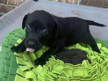 Rescue Border Collie and Labrador Retriever Dogs for Adoption in Kiowa, Oklahoma - Rose Dunn | PetCurious