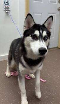 Rescue Siberian Husky and Mixed Breed Dogs for Adoption in South Bend, Indiana - Zero | PetCurious