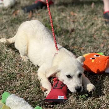 Great Pyrenees Dogs Available for Adoption in Locust Fork, Alabama - Snow | PetCurious