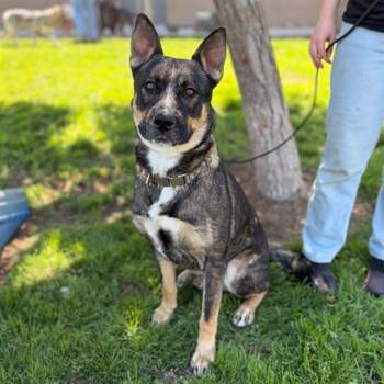 SOLOBINO -  German Shepherd Dog and Mixed Breed Dog for Adoption in Modesto, California - SOLOBINO | PetCurious
