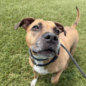 Natalia -  Pit Bull Terrier Dog for Adoption in Pearland, Texas - Natalia | PetCurious