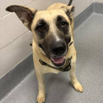 NIBBLES -  German Shepherd Dog and Siberian Husky Dog for Adoption in Indianapolis, Indiana - NIBBLES | PetCurious