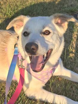 Bailey -  Labrador Retriever and Husky Dog for Adoption in Chatsworth, Ontario - Bailey | PetCurious