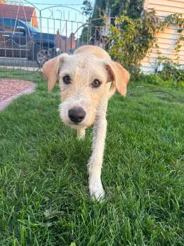 Joker -  Terrier Dog for Adoption in New London, Wisconsin - Joker | PetCurious