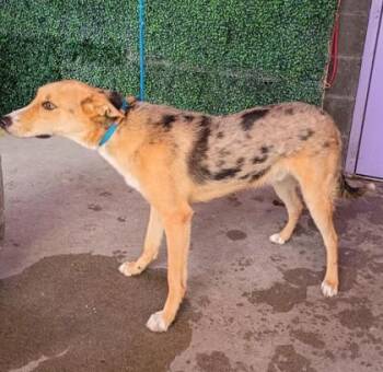 61724905 -  Shepherd and Mixed Breed Dog for Adoption in El Paso, Texas - 61724905 | PetCurious