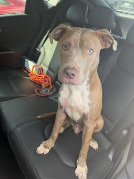 Barry -  Mixed Breed Dog for Adoption in Chamblee, Georgia - Barry | PetCurious